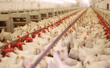 Mercado do frango fecha a quinta-feira (19) com preços mistos em meio a perda de competitividade